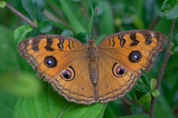 Obraz premium Monarch Butterfly