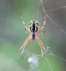 Macrophotographie d'un insecte: Mangora acalypha