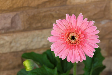 Pink Gerbera flower