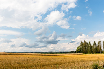 Obraz premium Clouds over a field on a sunny summer day