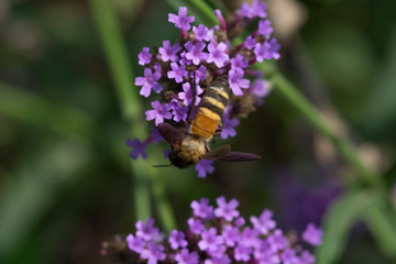  beautiful bee and flowers 