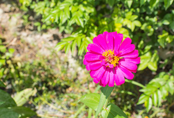 beautiful purple zinnia elegans flowers in a public park.