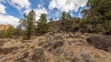 Large stones in the pines. Beautiful landscape of yellow sharp cliffs. Dry yellow grass grows at the foot of cliffs. Smith Rock state park, Oregon