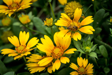 Yellow flower on green leaves