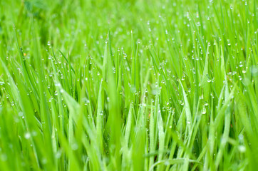 Fototapeta na wymiar Spring. Morning. Green grass. Dew on the green grass.