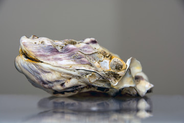 oyster © endlesssea2011