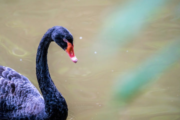 Black swan in the pond