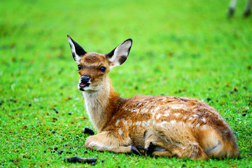 deer park,japan