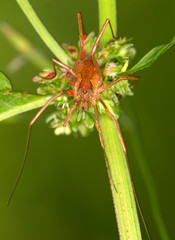 Macrophotographie d'un insecte: Opilion avec parasites