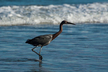 Reddish Egret hunting