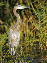 Great Blue Heron