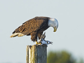 Bald Eagle © Brian E Kushner