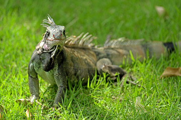 Iguana sitting on the grass in St Thomas