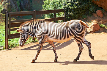 Fototapeta na wymiar Zebra in Cabarceno, Spain