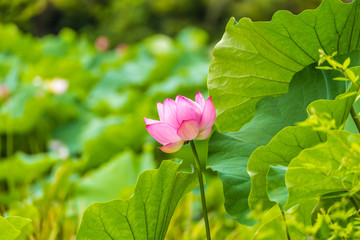 The Lotus Flower.Background is the lotus leaf and lotus flower and lotus bud and tree.