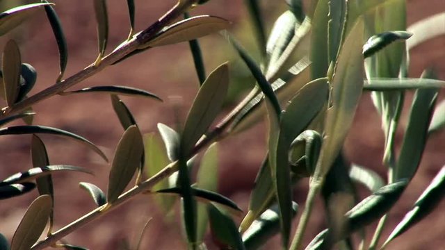 Close up on olive leaves with the wind moving the branches