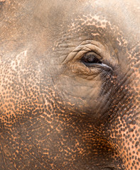 eye  elephant  Thai