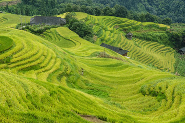The terraced fields scenery in autumn
