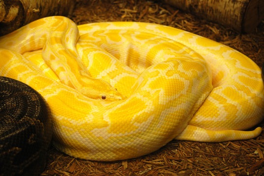 Coiled Burmese Python Snake