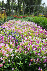 Spring time at Sa Dec Flower village, Dong Thap province, Vietnam. This is to prepare for Tet Holidays or Lunar New Year in Vietnam. 