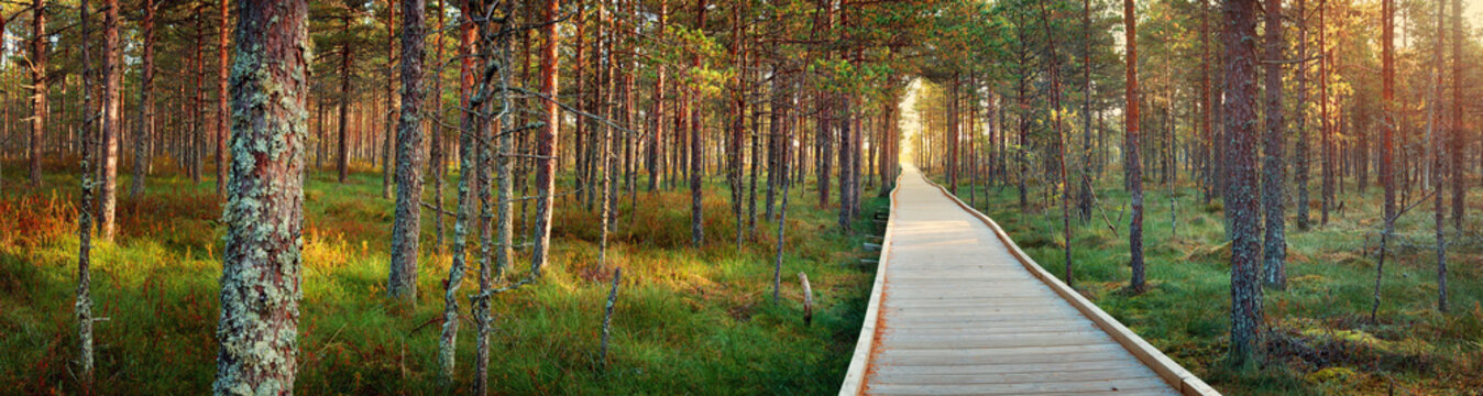 Viru bogs at Lahemaa national park in autumn. Wooden path at beautiful wild place in Estonia