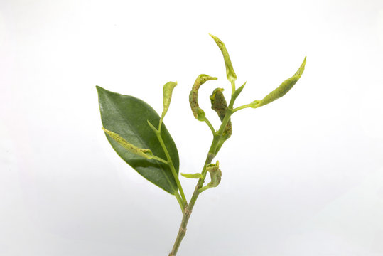 Leaf curl is a plant disease characterized by curling of leaves