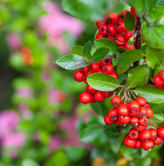 Red berries