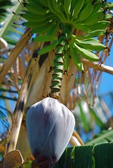 Tropical Flower Bud.JPG