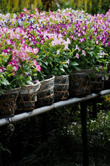 Spring time at Sa Dec Flower village, Dong Thap province, Vietnam. This is to prepare for Tet Holidays or Lunar New Year in Vietnam. 