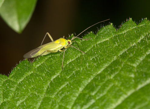 Macrophotographie d'un insecte : punaise