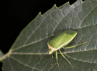 Macrophotographie d'un insecte : punaise verte ponctuée (Nezara viridula)