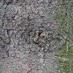 Fir tree bark closeup texture for background