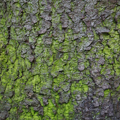 Fir tree bark closeup texture for background