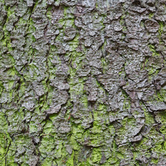 Fir tree bark closeup texture for background