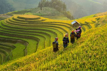 Rice fields on terraced of Mu Cang Chai, YenBai, Vietnam - obrazy, fototapety, plakaty