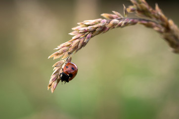 Ladybird Hanging On