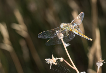 Macrophotographie d'un insecte: Sympétrum méridional (Sympetrum meridionale)