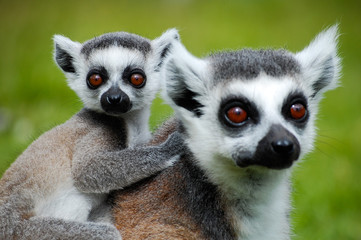 Ringtail lemur with baby