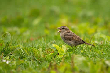 Female House Sparrow