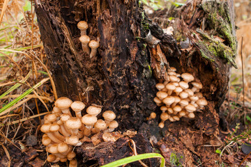 Mushrooms close up.