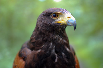 Portrait of a harris hawk