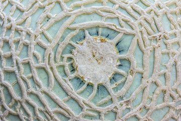 Melon rind texture, Close up Selective Shot. Background, Wallpap