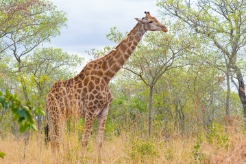 Giraffe profile in the bush, close up and portrait. Wildlife Safari in the Kruger National Park, the main travel destination in South Africa.