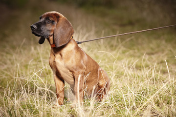 Little Bavarian mountain scenthound outdoor with leash on meadow