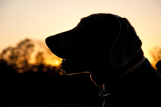 Silhouette of a Weimaraner dog against sunset