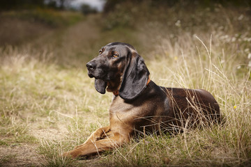 Female of Bavarian mountain scenthound 