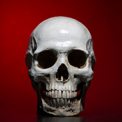 Obraz premium Human skull