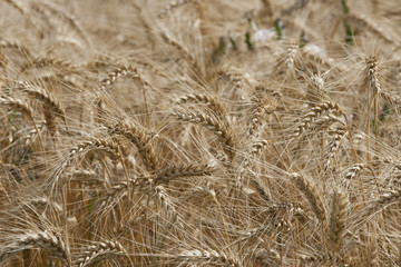 Barley a member of the grass family, is a major cereal grain.  