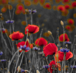 panorama of poppies and wild flowers, selective color, red and black

