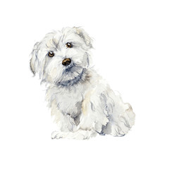 Maltese dog. Portrait small dog. Watercolor hand drawn illustration © budogosh